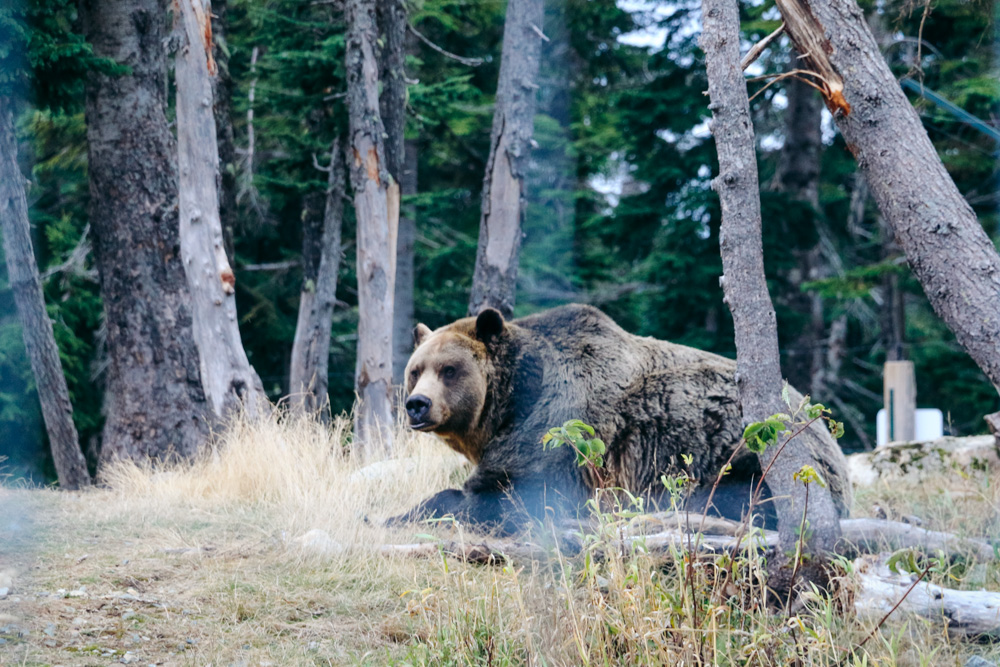 How to protect yourself from bears in the wild - Roads and Destinations