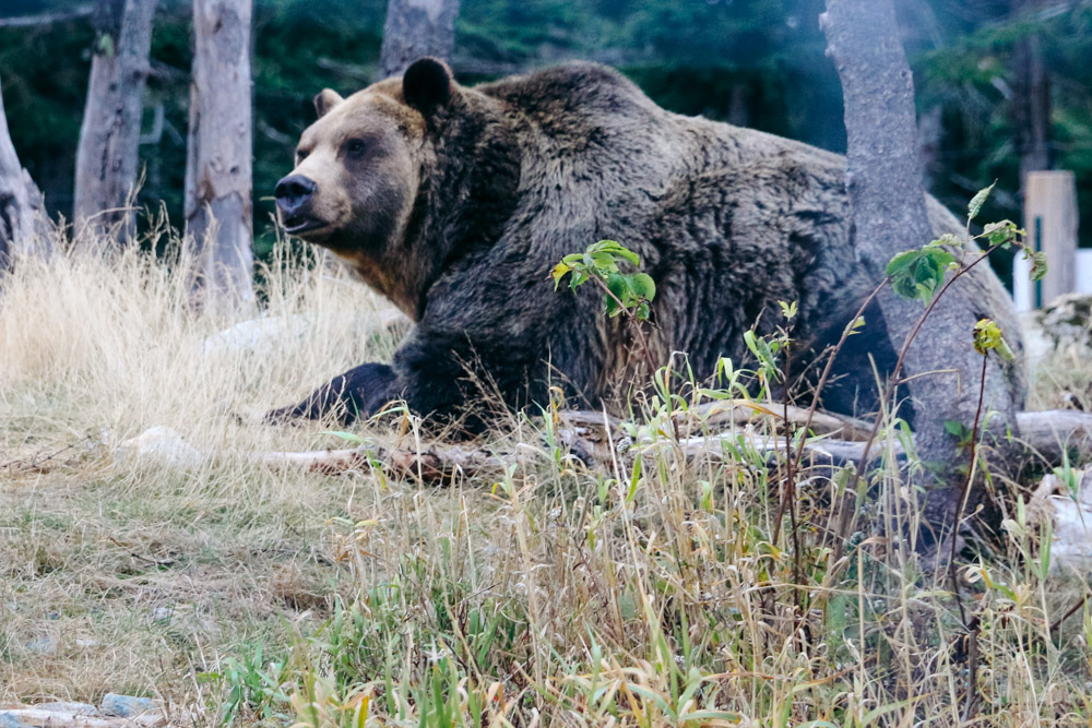 How to protect yourself from bears in the wild - Roads and Destinations