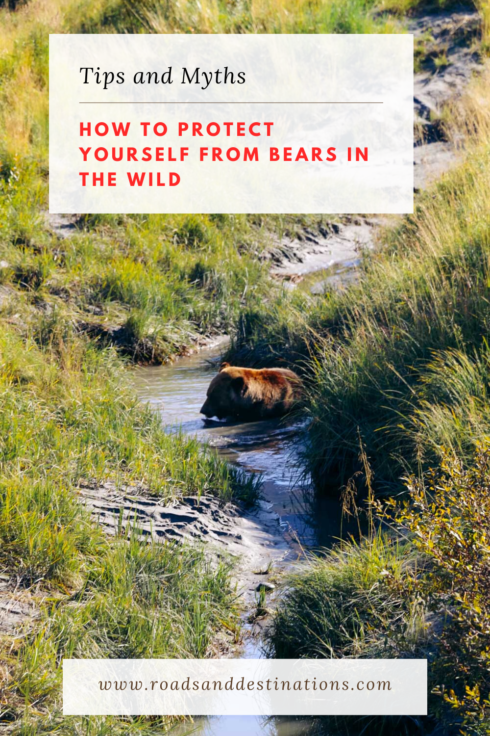 How to protect yourself from bears in the wild - Roads and Destinations