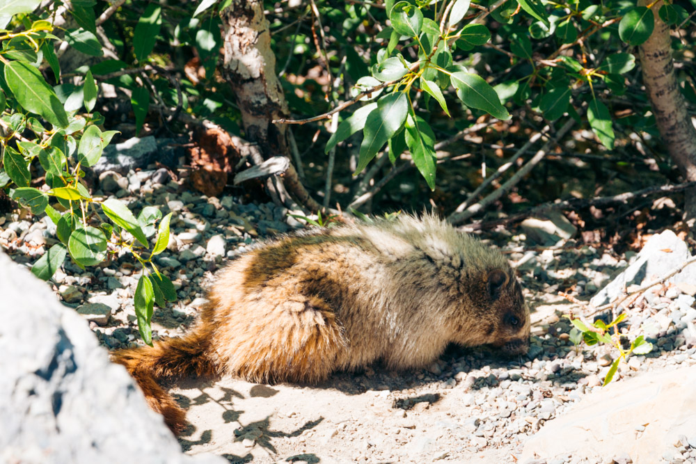 Wildlife photography in Glacier - Roads and Destinations