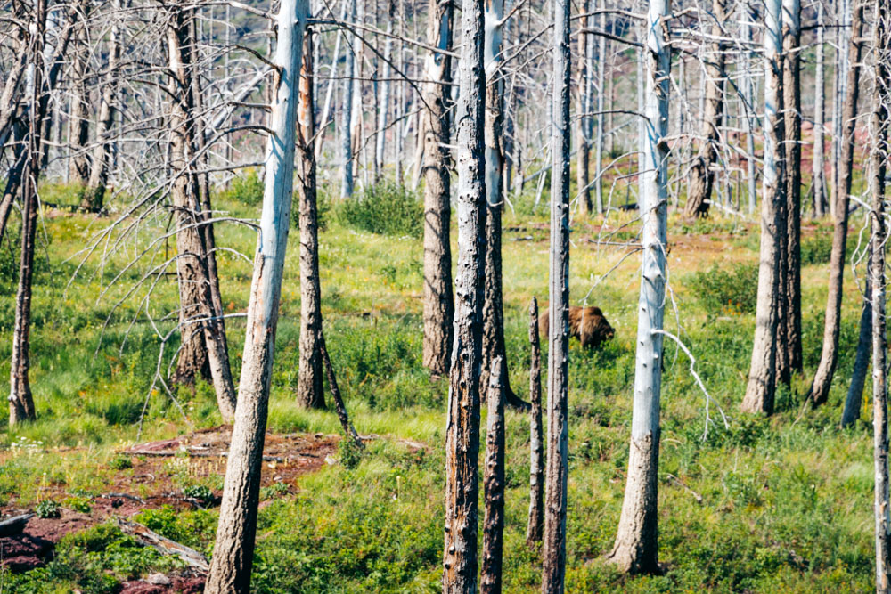 Bear in the Sun Point Area -- Roads and Destinations.