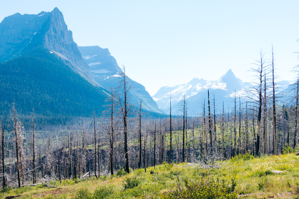 Wildlife at St. Mary Lake  -- Roads and Destinations.