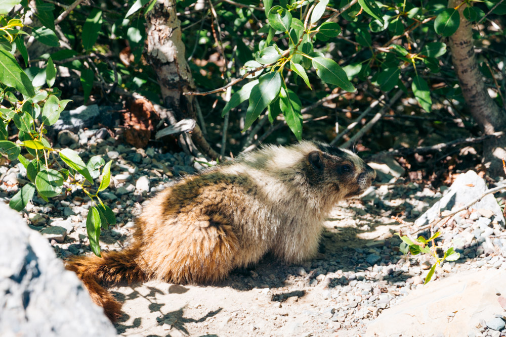 Places to see and photograph wildlife in Glacier -- Roads and Destinations.