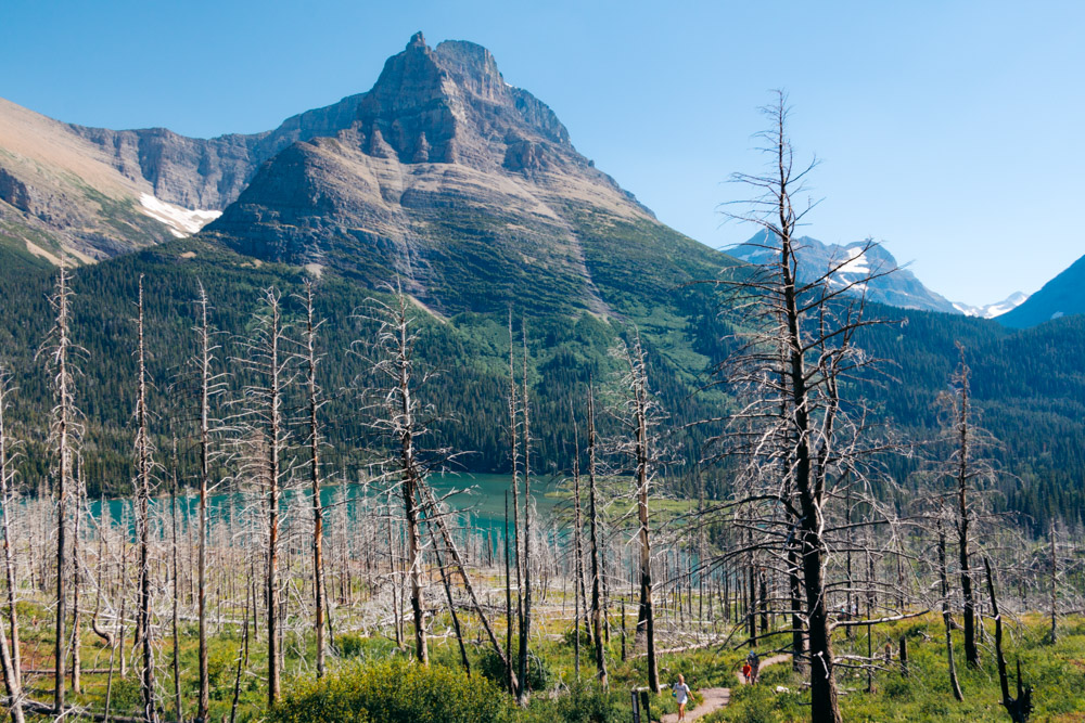 Places to see and photograph wildlife in Glacier - Roads and Destinations.