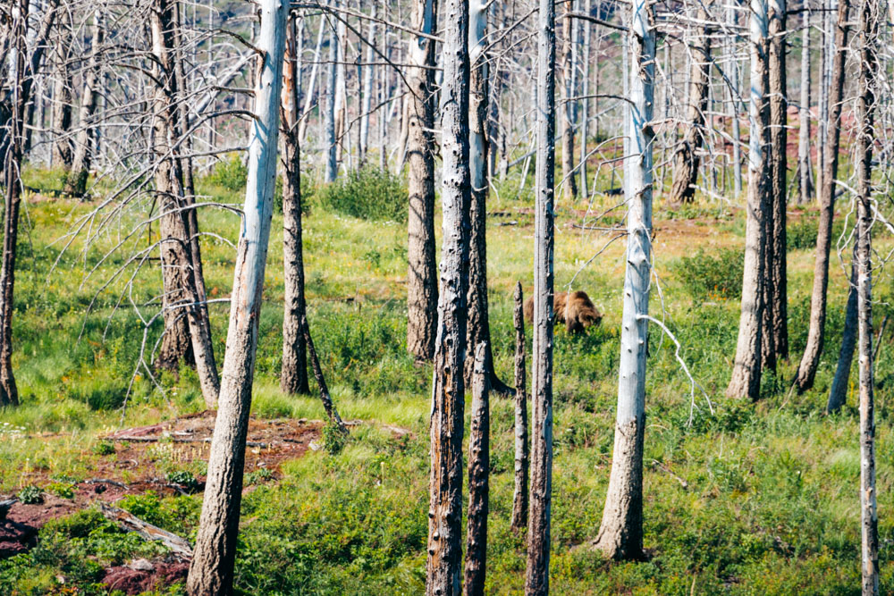 Places to see and photograph wildlife in Glacier - Roads and Destinations.