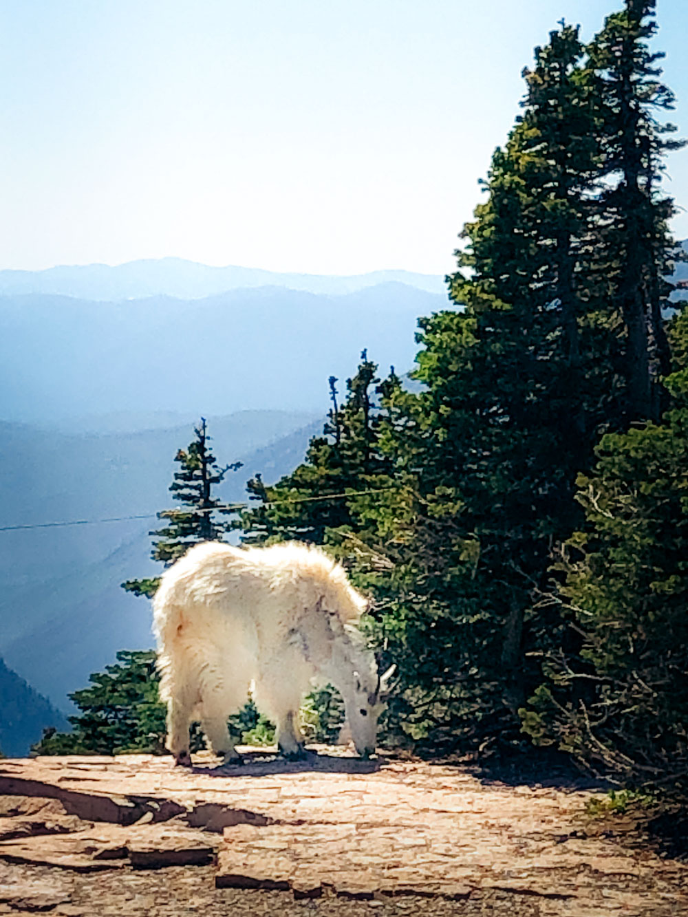 Mountain Goat at Logan Pass -- Roads and Destinations.
