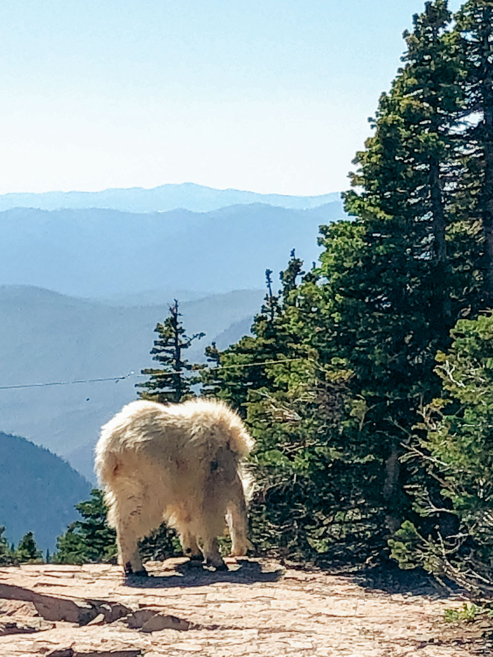 Mountain goat at Logan Pass -- Roads and Destinations.