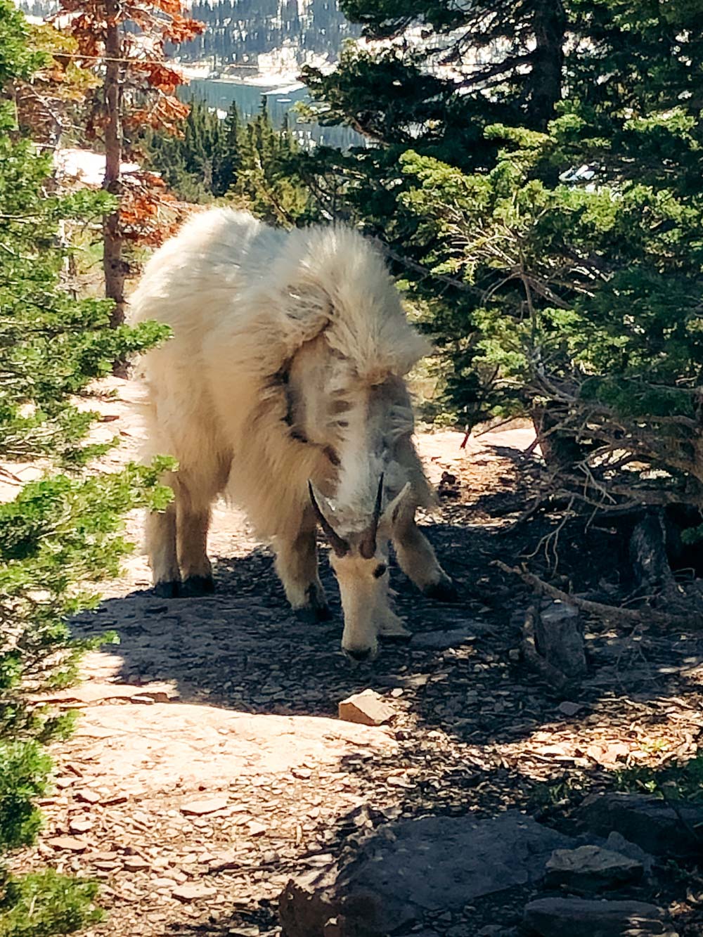 Places to see and photograph wildlife in Glacier - Roads and Destinations.