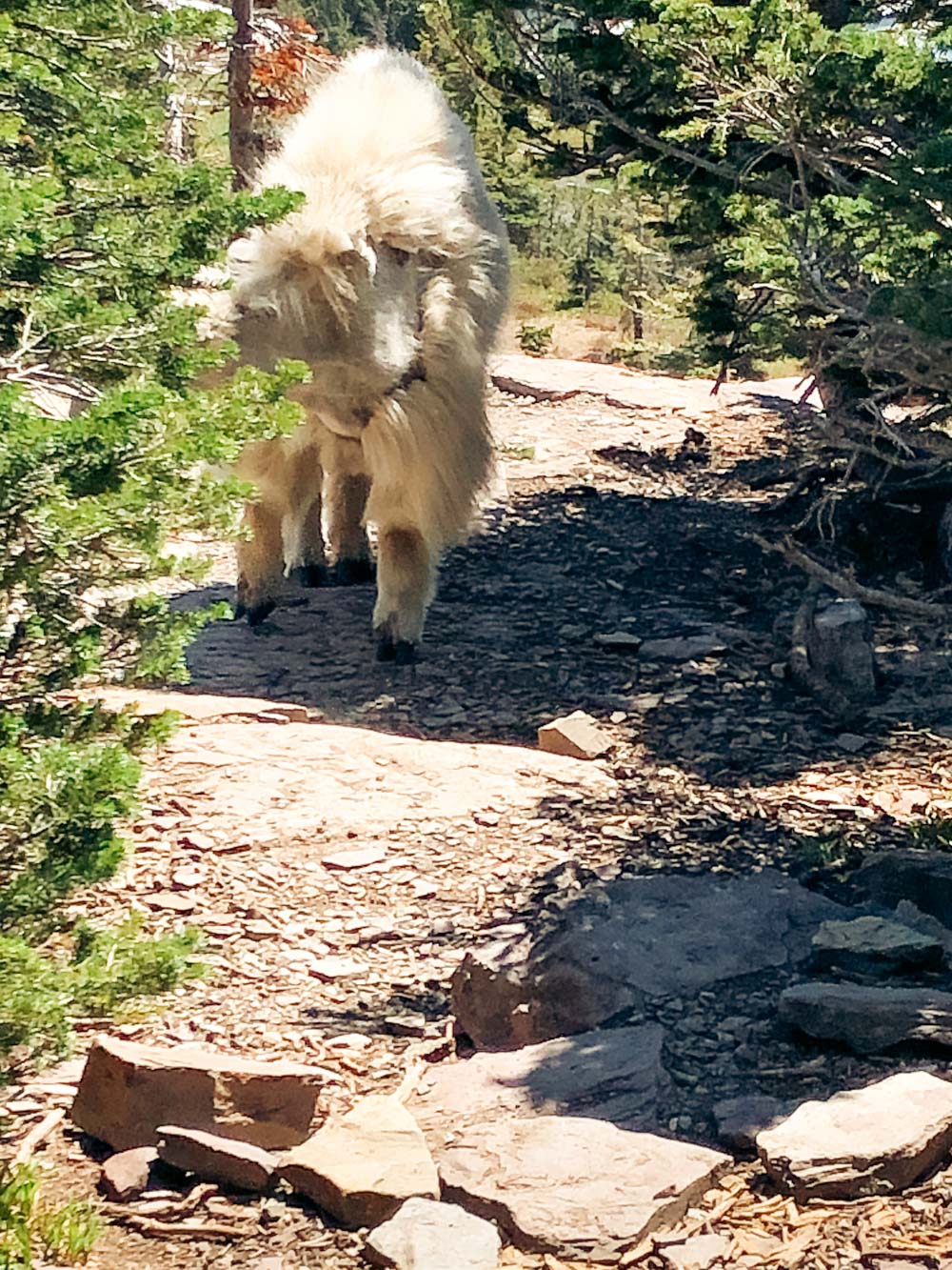 Mountain goat at Logan Pass -- Roads and Destinations.