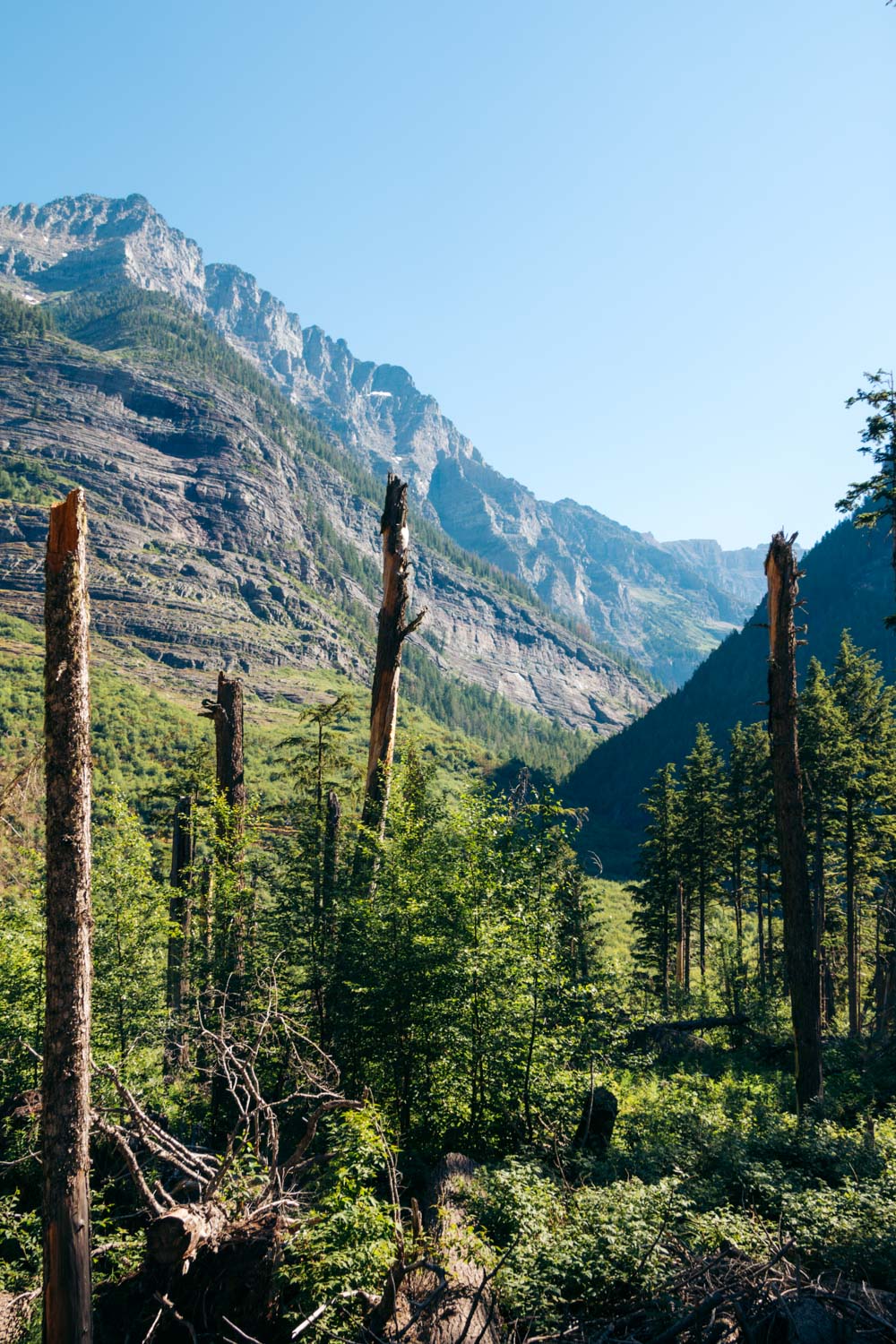 Places to see and photograph wildlife in Glacier - Roads and Destinations.