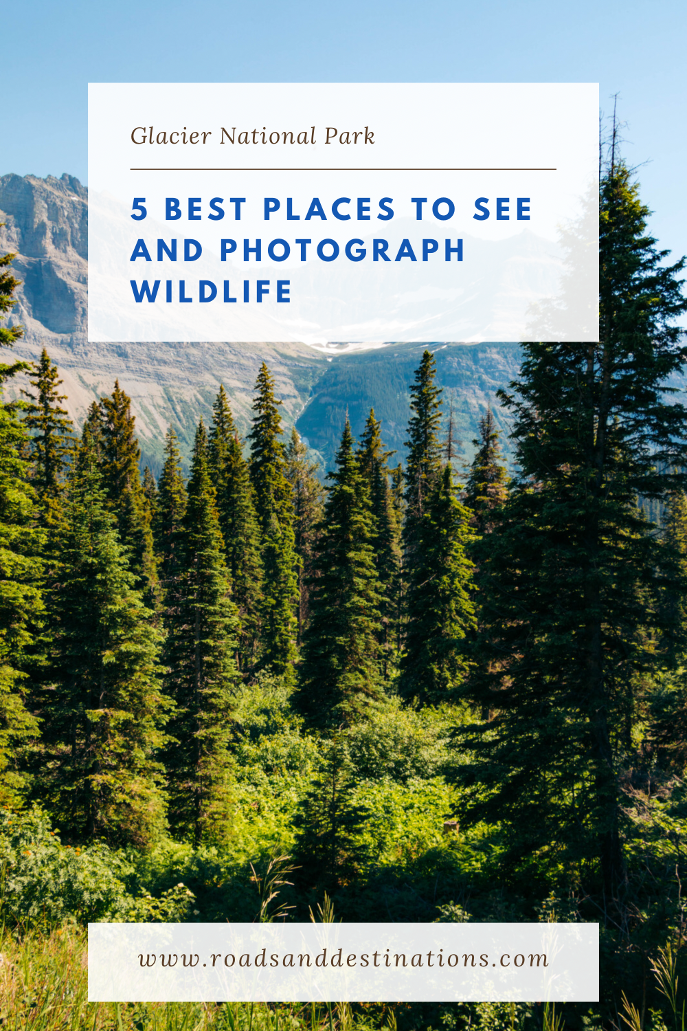 Places to see and photograph wildlife in Glacier - Roads and Destinations.