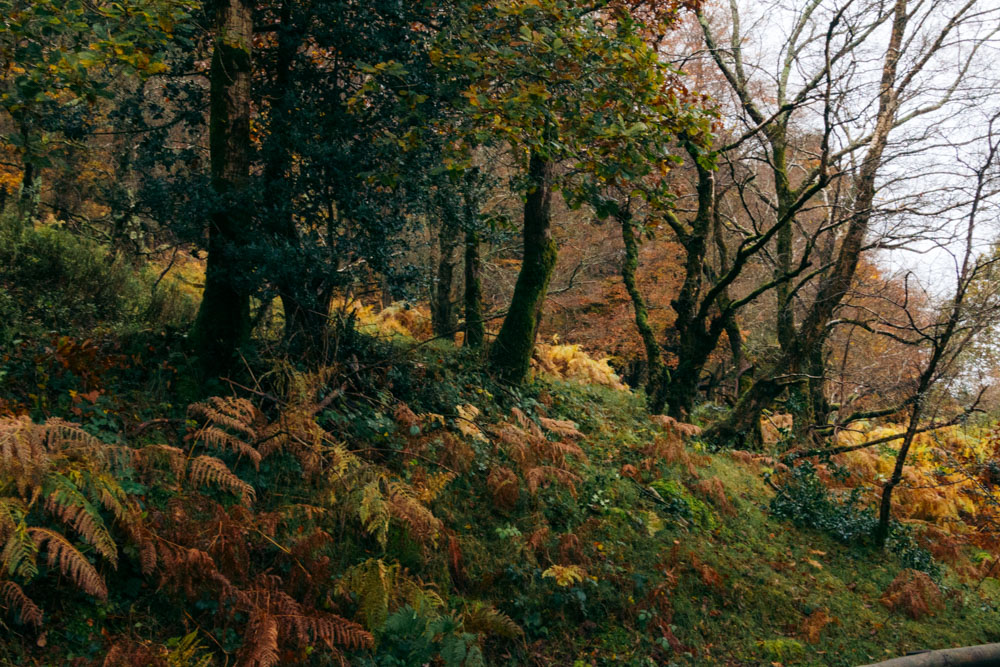 Visit Poulanass Waterfall in Glendalough, Ireland - Roads and Destinations