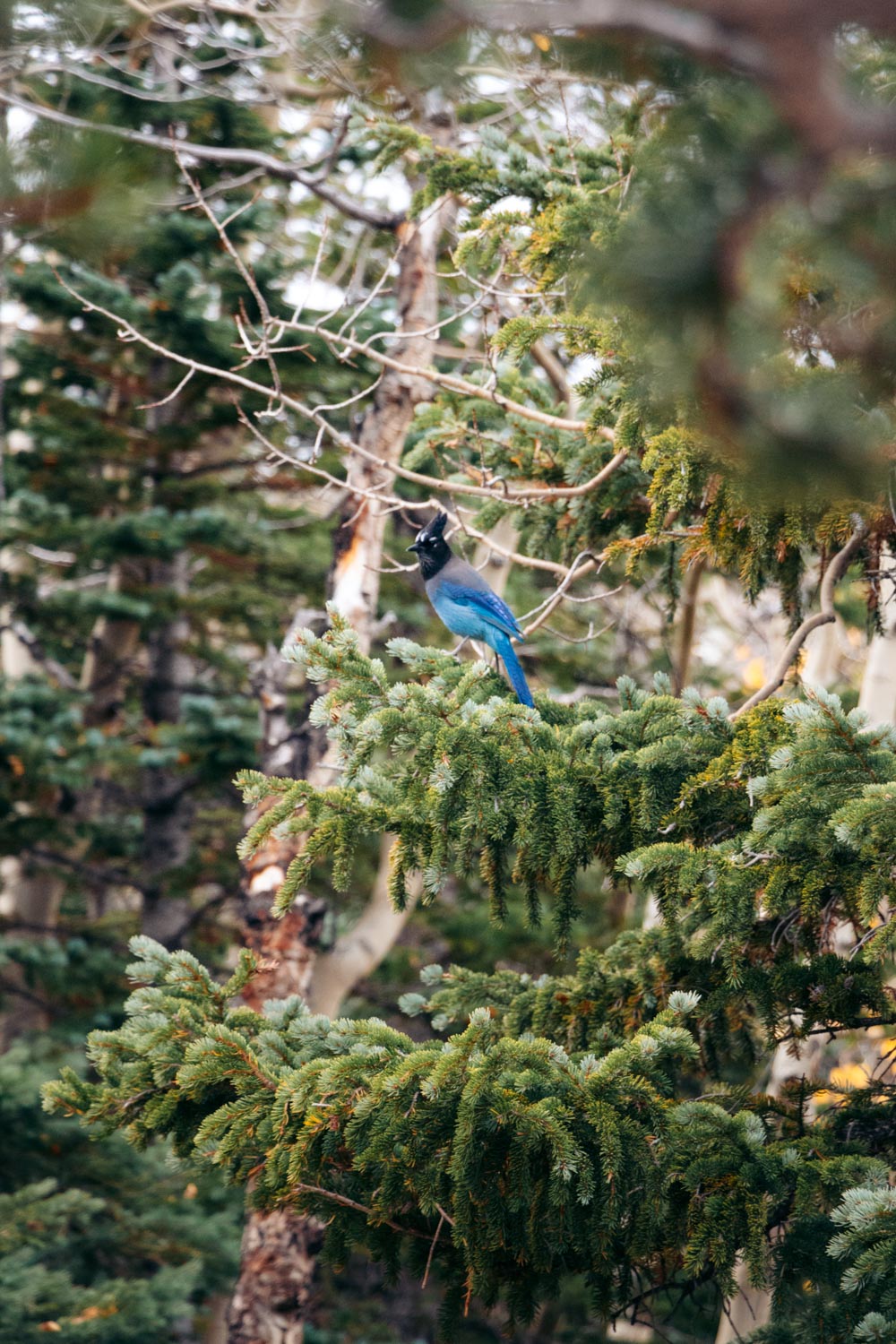 Colorado, Wildlife in Rocky Mountain National Park - Roads and Destinations