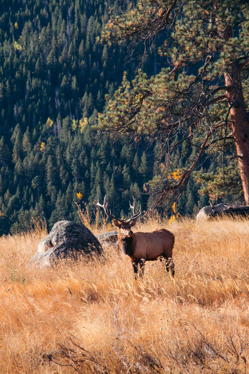 Rocky Mountains - Roads and Destinations