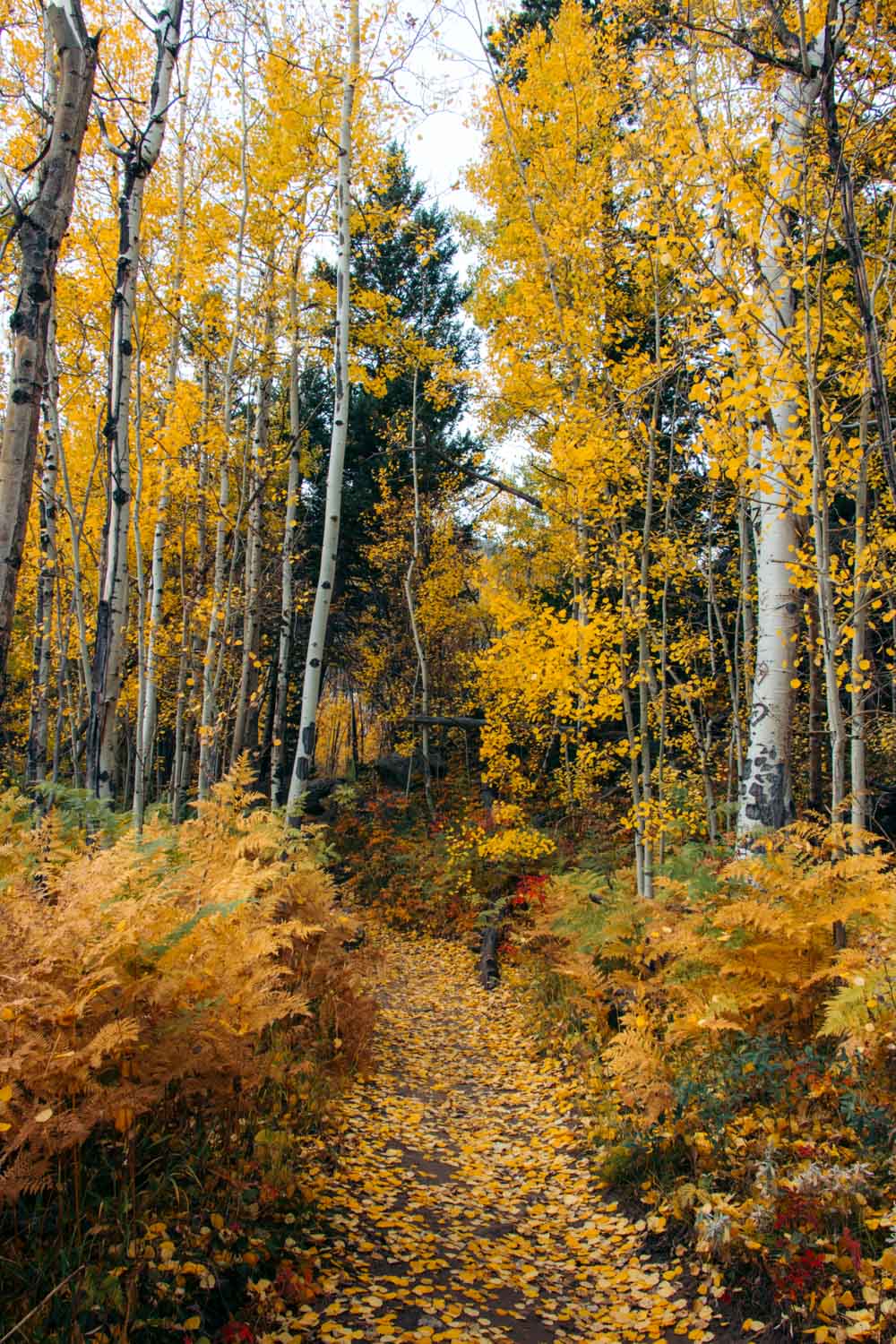 Cub Lake Hike - Roads and Destinations