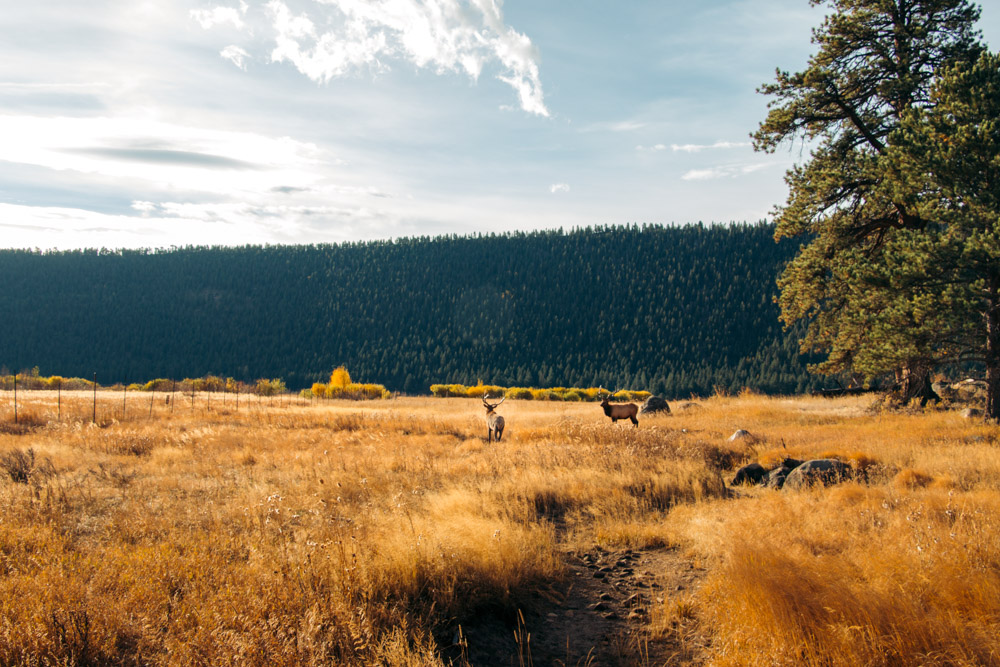 Cub Lake Hike, Wildlife in Rocky Mountain National Park - Roads and Destinations