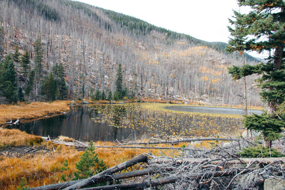 Cub Lake Hike - Roads and Destinations