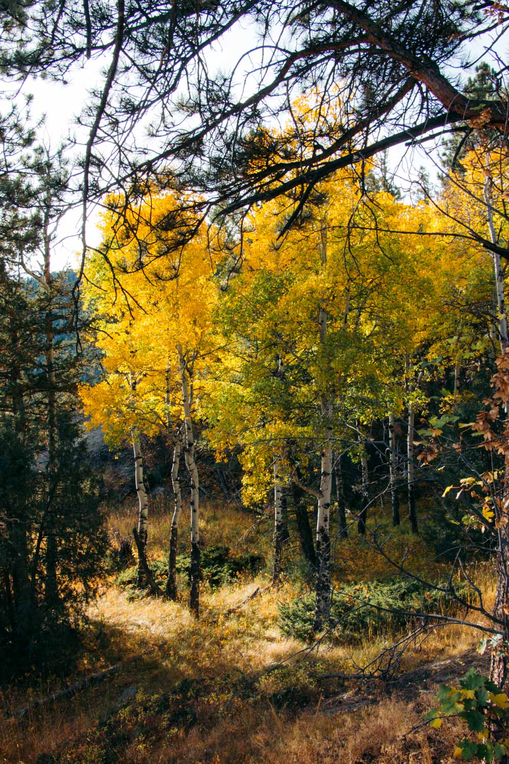 Cub Lake Hike - Roads and Destinations