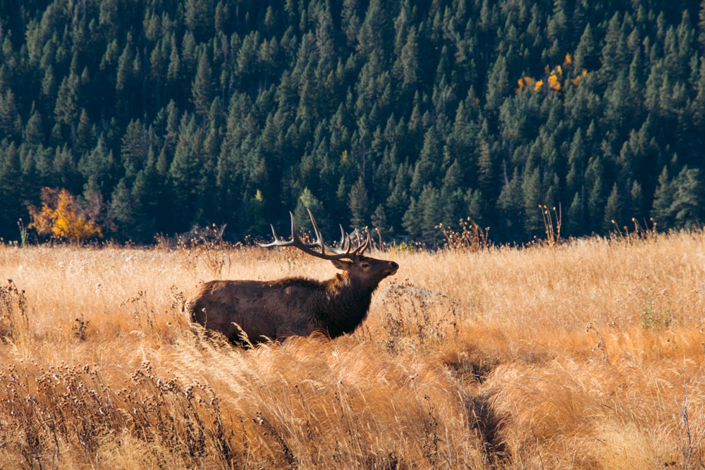 Cub Lake Hike; Wildlife in Rocky Mountain National Park - Roads and Destinations