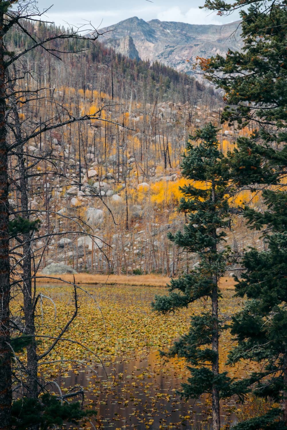 Cub Lake Hike - Roads and Destinations