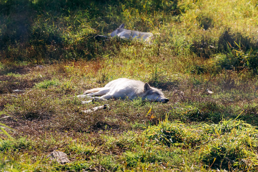 Visit the Alaska Wildlife Conservation Center. - Roads and Destinations