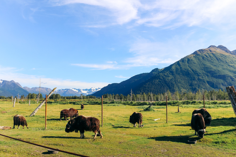 Visit the Alaska Wildlife Conservation Center. - Roads and Destinations