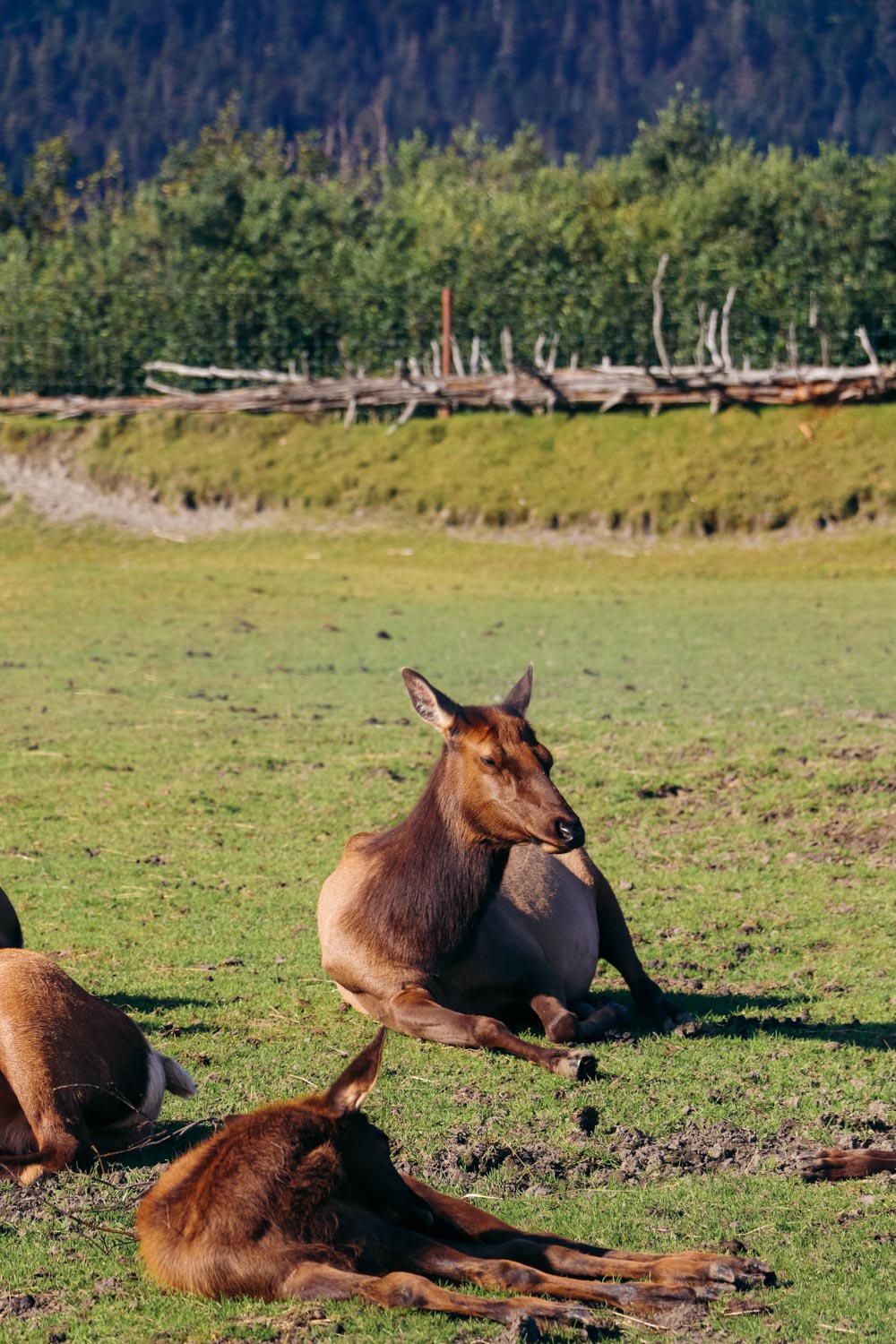 Visit the Alaska Wildlife Conservation Center. - Roads and Destinations