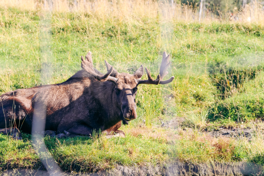 Visit the Alaska Wildlife Conservation Center. - Roads and Destinations