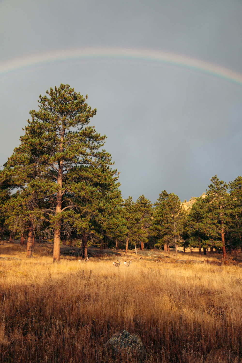 2 Days in Rocky Mountain National Park in Fall - Roads and Destinations