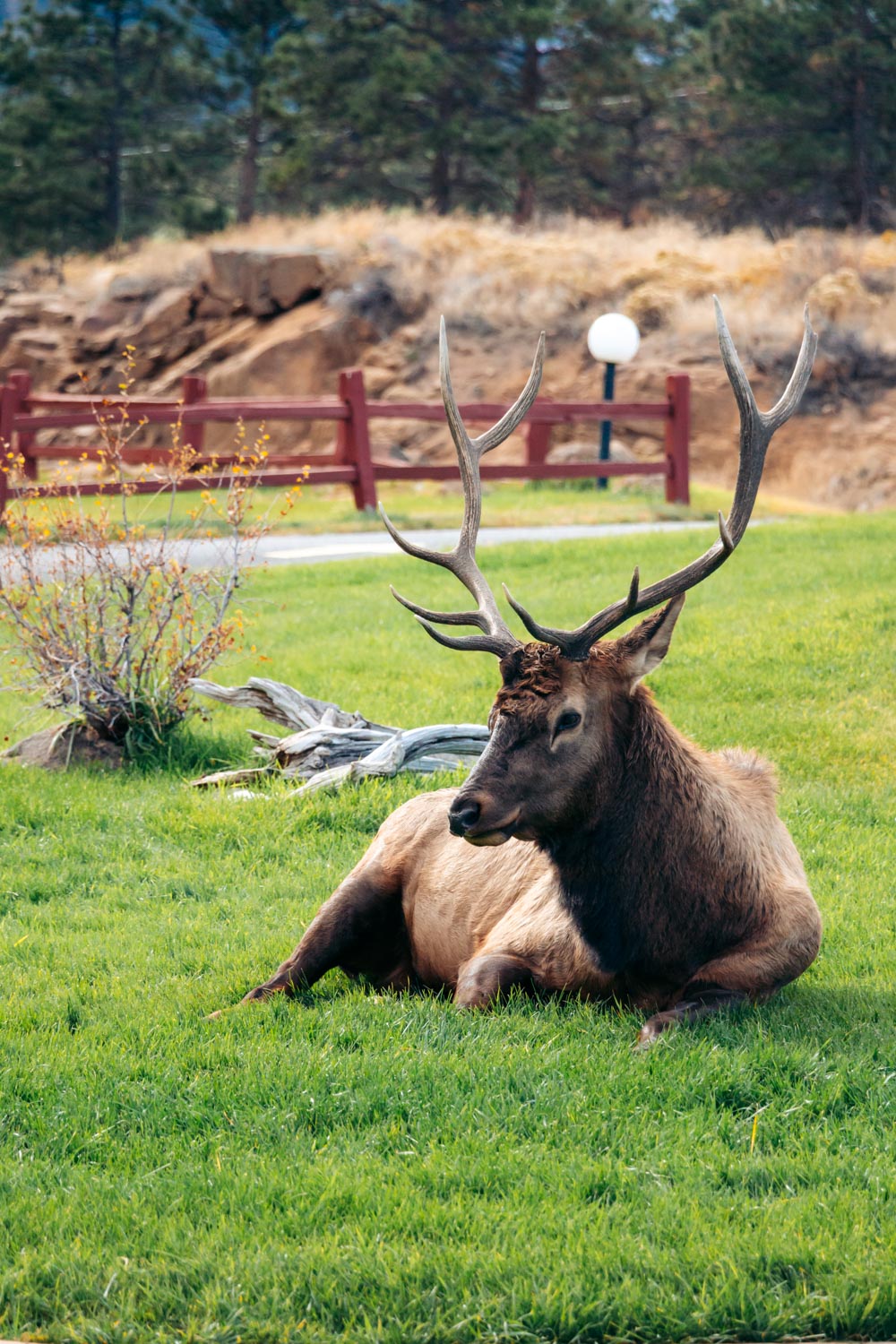 2 Days in Rocky Mountain National Park in Fall - Roads and Destinations