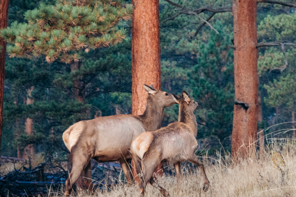 2 Days in Rocky Mountain National Park in Fall - Denver road trip - Roads and Destinations