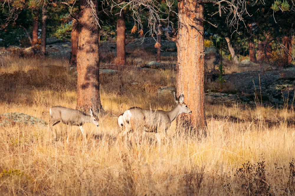 2 Days in Rocky Mountain National Park in Fall, Plan a Budget-Friendly Road Trip - Roads and Destinations