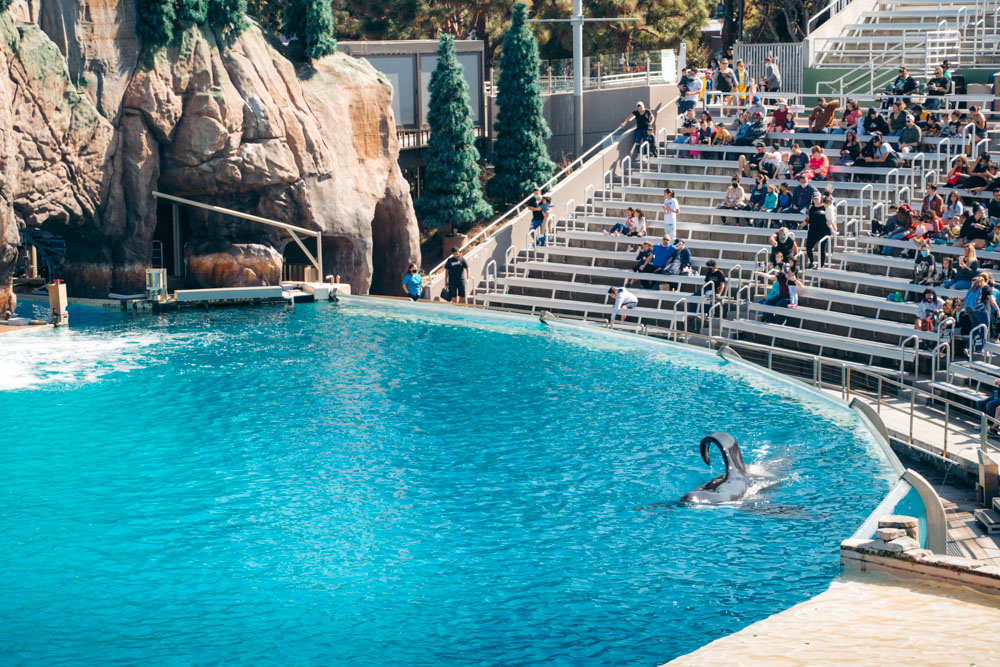 Reasons to visit SeaWorld San Diego, Orca Encounter - Roads and Destinations