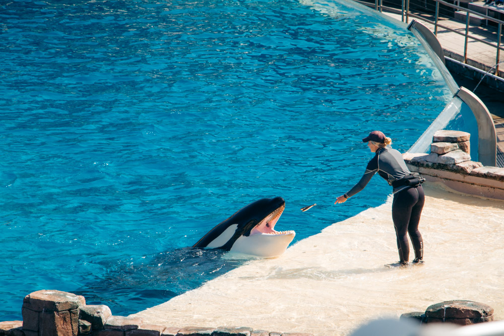 7 Reasons to Visit SeaWorld San Diego and is It Worth It? - Roads and Destinations