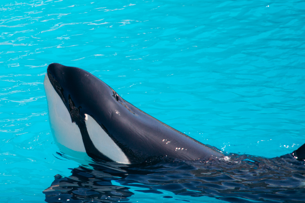 Reasons to visit SeaWorld San Diego, Orca Encounter - Roads and Destinations