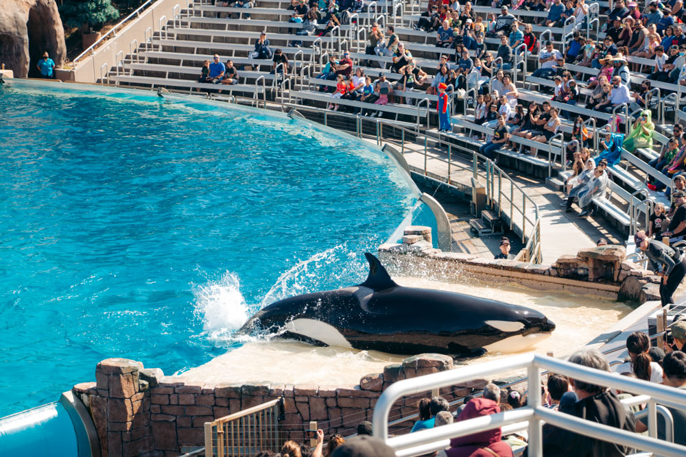 Reasons to visit SeaWorld San Diego, Orca Shows - Roads and Destinations