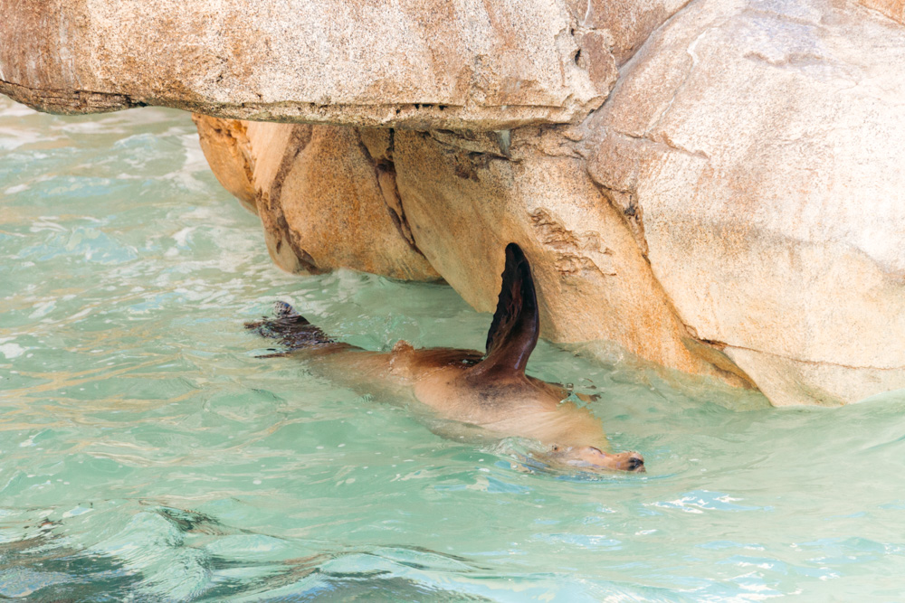 Marine life in Southern California - Roads and Destinations