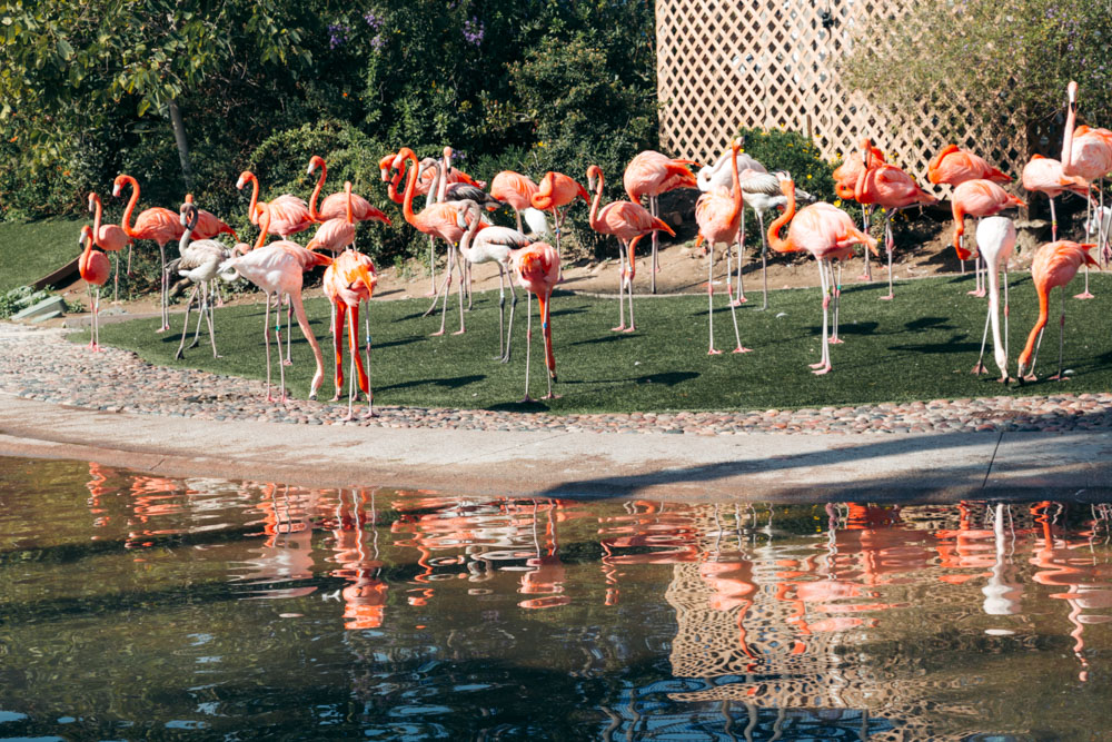 Flamingos, Southern California - Roads and Destinations