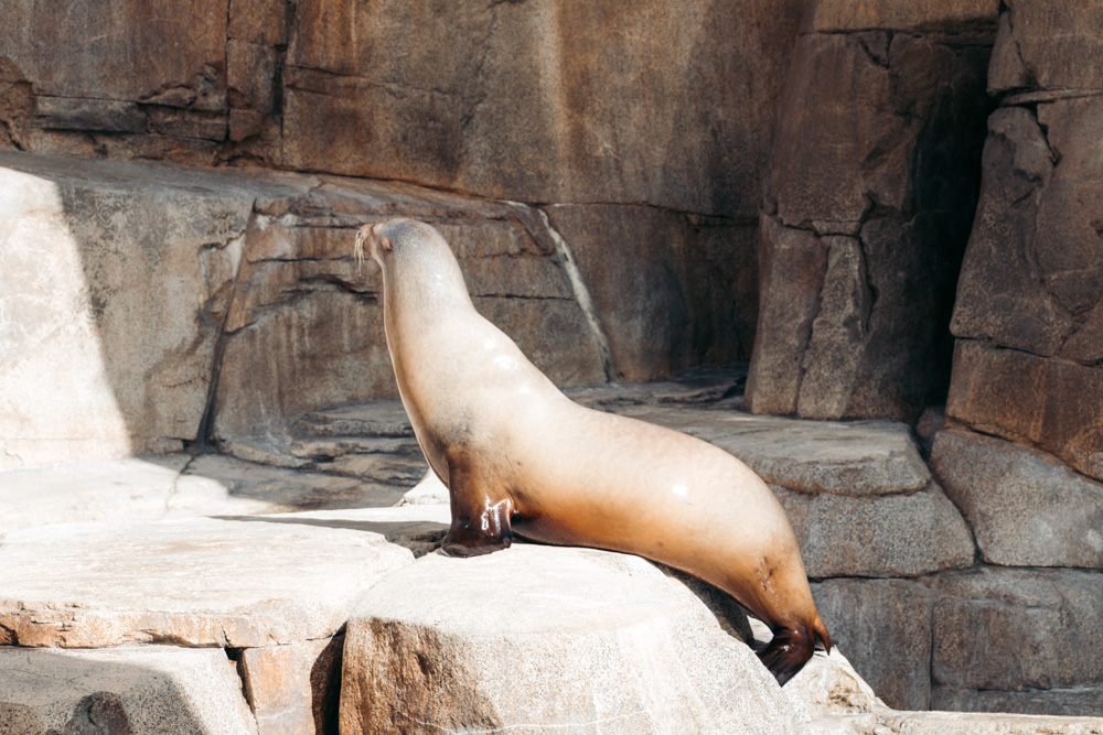 Reasons to visit SeaWorld San Diego - Roads and Destinations