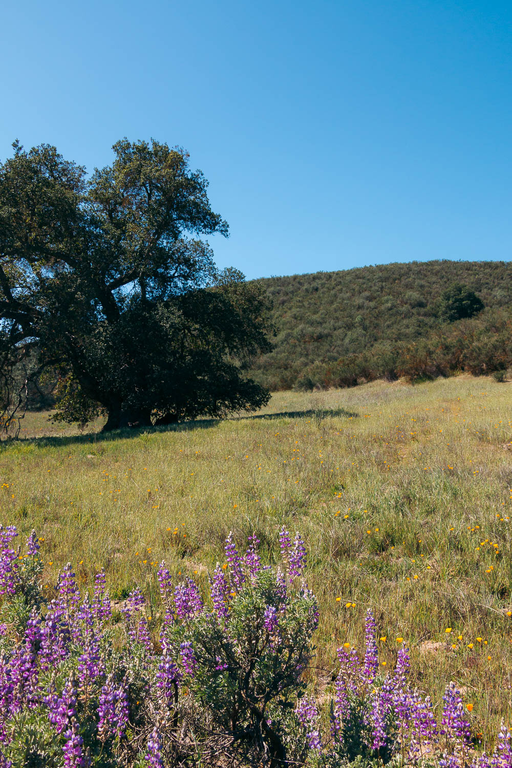 Hike Bear Gulch Cave and Rim Trails - Roads and Destinations