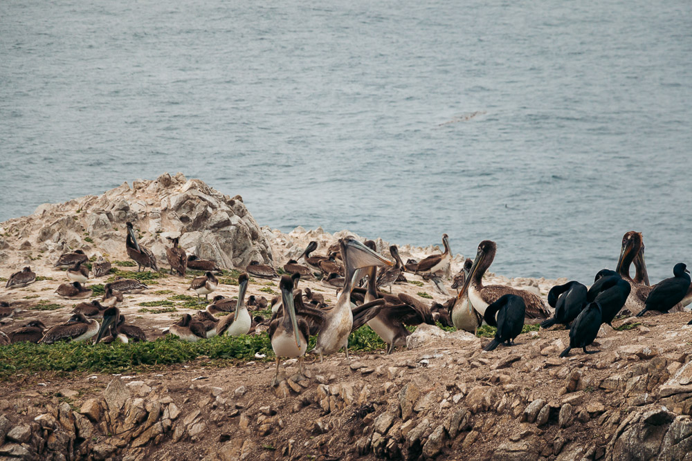 How to hike Bird Island Trail - Roads and Destinations