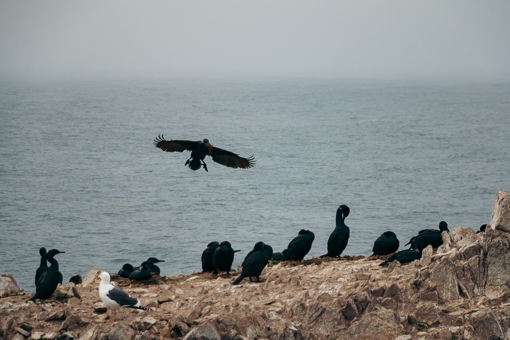 How to hike Bird Island Trail - Roads and Destinations