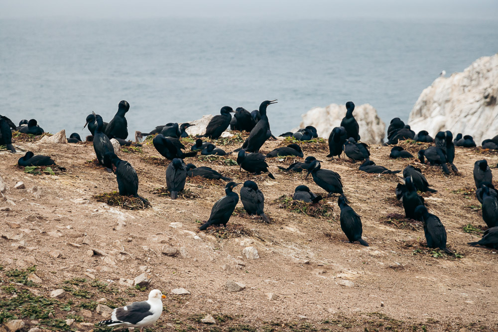 How to hike Bird Island Trail - Roads and Destinations