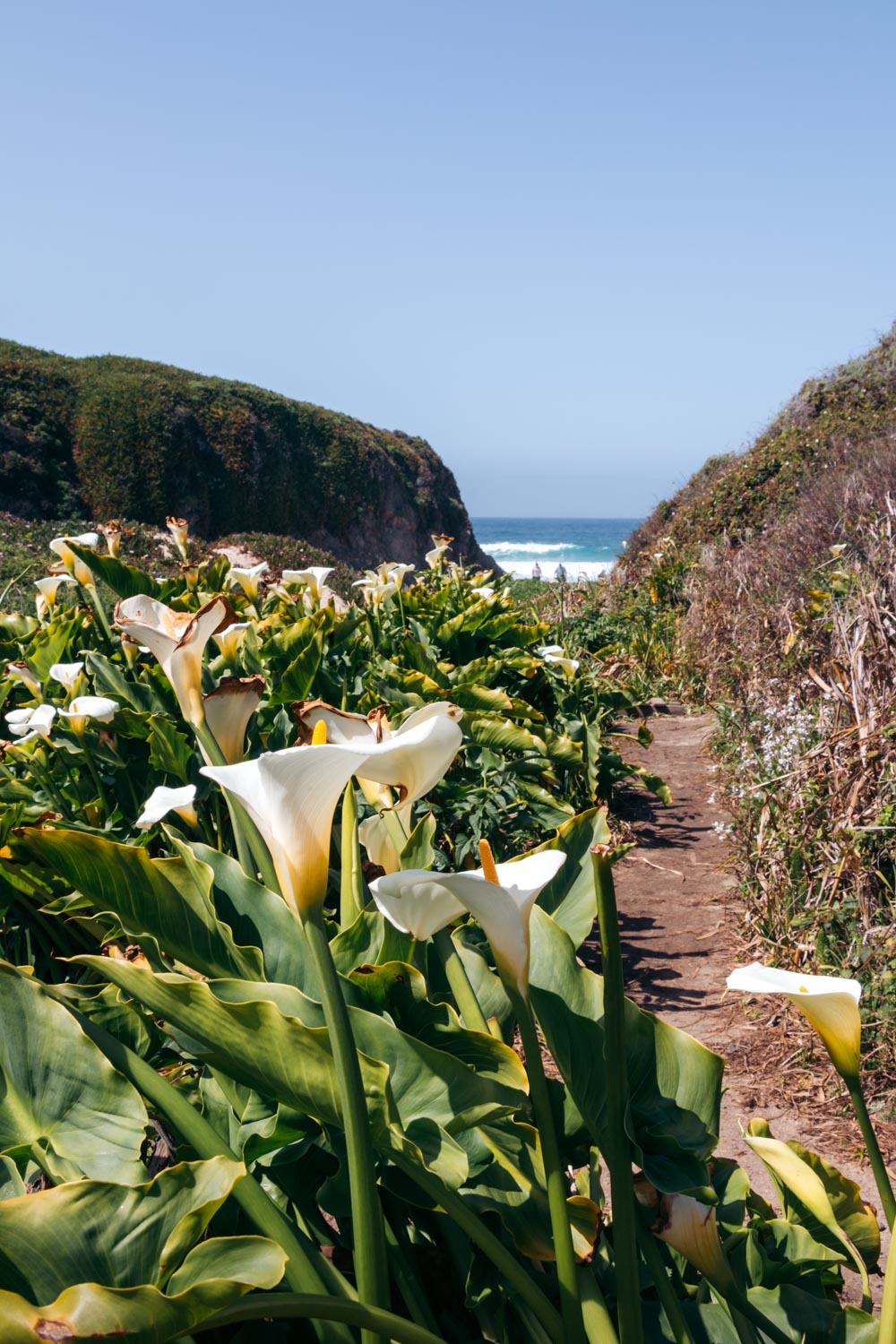 Wild calla lilies in Big Sur - Roads and Destinations