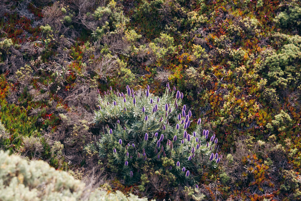 Wild calla lilies in Big Sur - Roads and Destinations