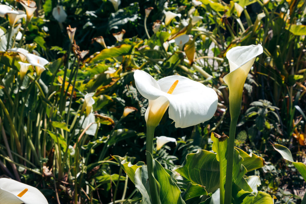 Wild calla lilies in Big Sur - Roads and Destinations