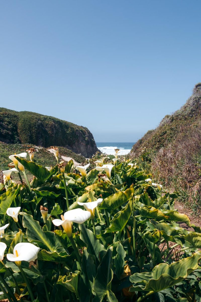 Where to Find Wild Calla Lilies in Big Sur, California Roads and