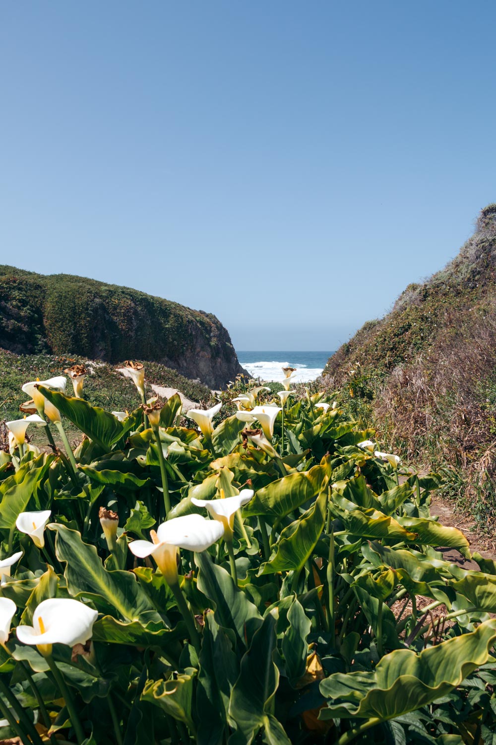 Wild calla lilies in Big Sur - Roads and Destinations