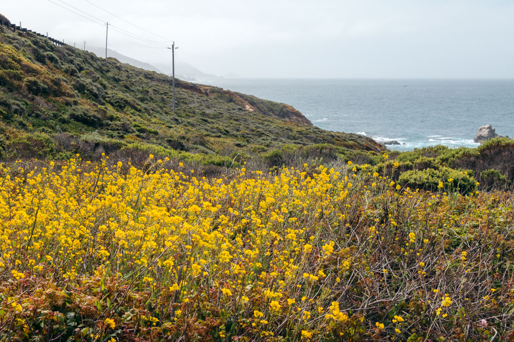 Wild calla lilies in Big Sur - Roads and Destinations