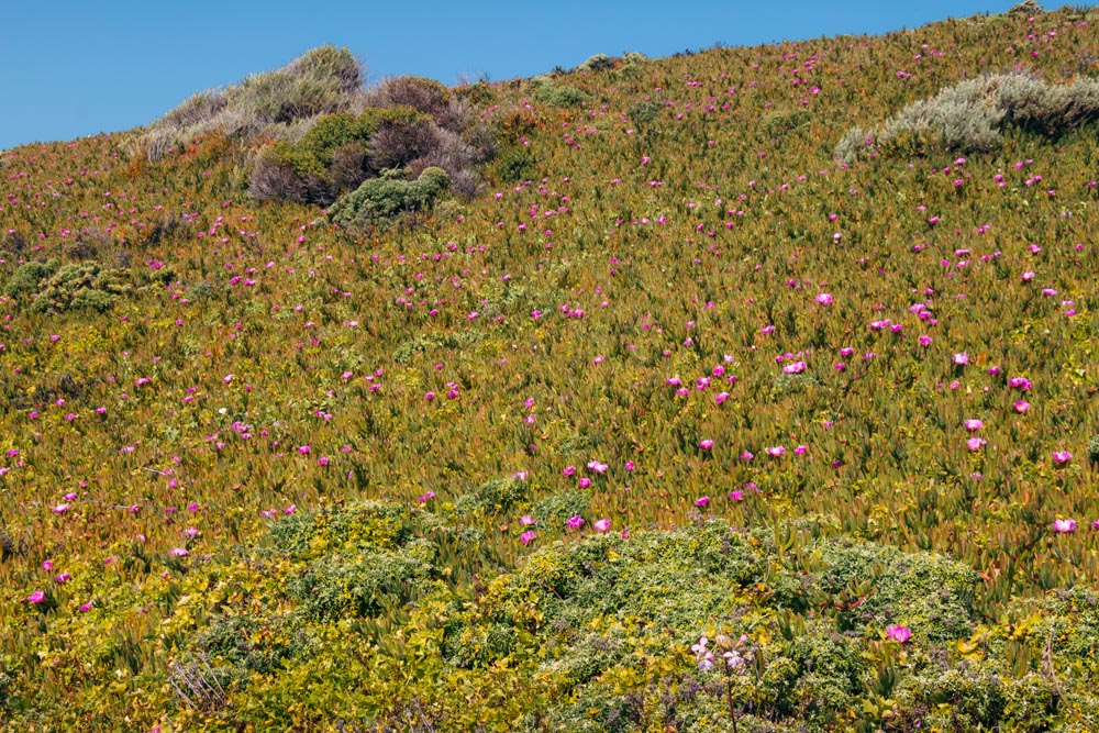 Wild flowers in Garrapaza State Park- Roads and Destinations